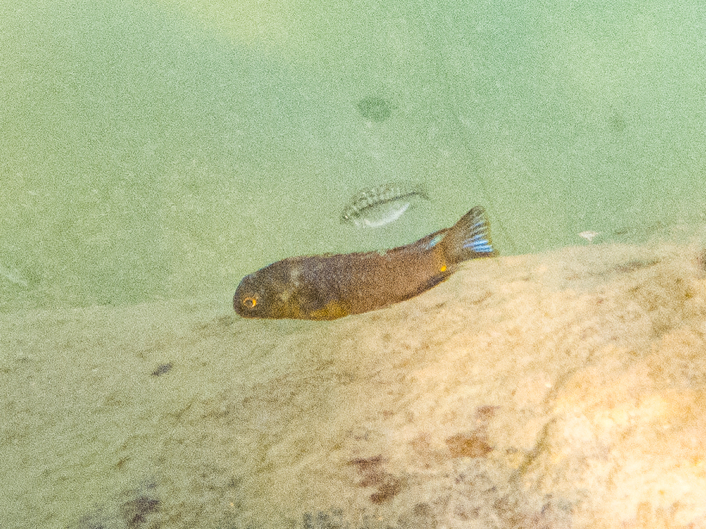 Tropheops (Tropheops tropheops) — Cichlidae