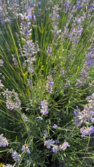 Lavandula angustifolia