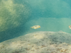 Fossorochromis rostratus