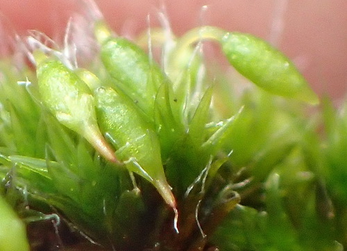 Image of Grimmia orbicularis by (c) Nicola van Berkel, some rights reserved (CC BY-SA)