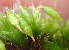 Grimmia orbicularis