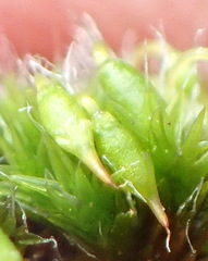 Grimmia orbicularis