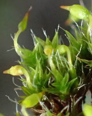 Grimmia orbicularis
