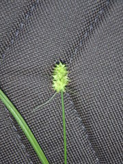 Carex cephalophora