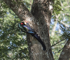 Phoeniculus purpureus