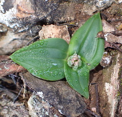 Colchicum cuspidatum