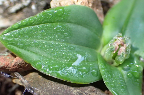 Image of Colchicum cuspidatum by (c) Nicola van Berkel, some rights reserved (CC BY-SA)
