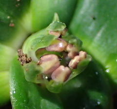 Colchicum cuspidatum