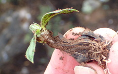 Colchicum cuspidatum
