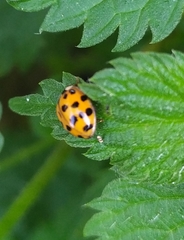 Harmonia axyridis