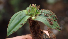 Colchicum cuspidatum