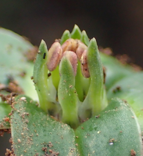Image of Colchicum cuspidatum by (c) Nicola van Berkel, some rights reserved (CC BY-SA)