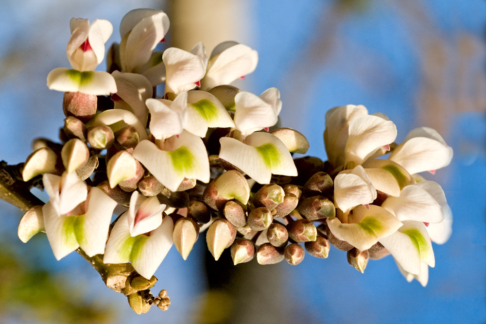 PISCIDIA PISCIPULA, buy Jamaican dogwood, Jabin fishfuddle Live Tree