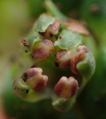 Colchicum cuspidatum