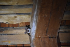 Plecotus macrobullaris