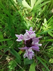 Dactylorhiza maculata