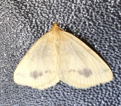 Macaria ribearia