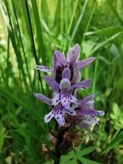 Dactylorhiza maculata