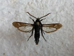 Paranthrene insolita