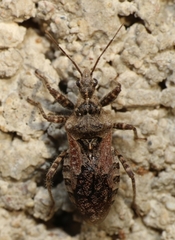 Coranus griseus