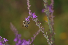Anthophora