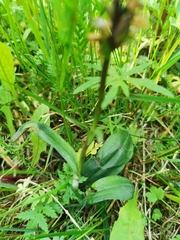 Dactylorhiza maculata