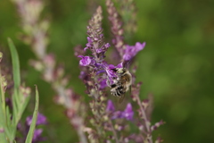 Anthophora