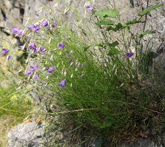 Campanula carnica