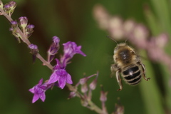 Anthophora
