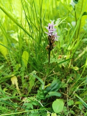 Dactylorhiza maculata