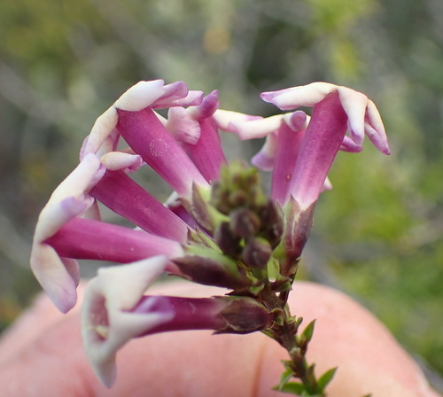 Image of Freylinia decurrens by (c) Nicola van Berkel, some rights reserved (CC BY-SA)
