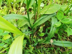 Dactylorhiza maculata