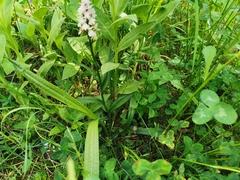 Dactylorhiza maculata