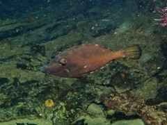 Meuschenia flavolineata