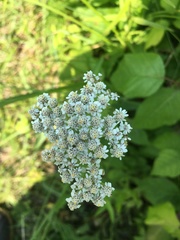 Achillea millefolium