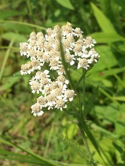 Achillea millefolium