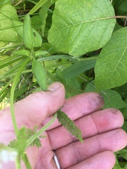 Achillea millefolium