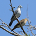 Blue Ground Dove - Photo (c) Robin Gwen Agarwal, some rights reserved (CC BY-NC), uploaded by Robin Gwen Agarwal