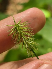 Cyperus retrofractus