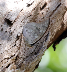 Archaeoprepona demophoon