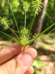 Cyperus retrofractus