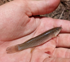 Fundulus stellifer