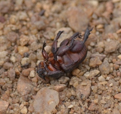 Temnorhynchus