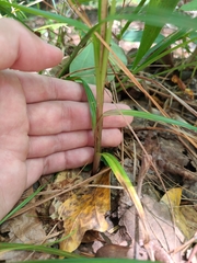 Cyperus retrofractus