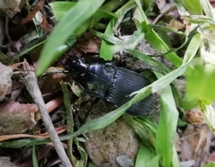 Abax parallelepipedus