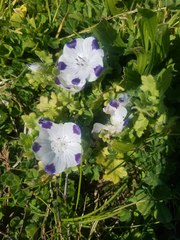 Nemophila maculata