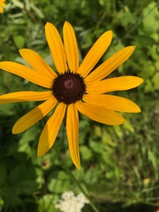Rudbeckia hirta