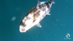 Seriola hippos