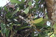 Epidendrum stamfordianum