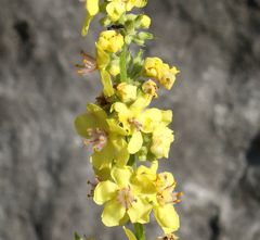 Verbascum chaixii